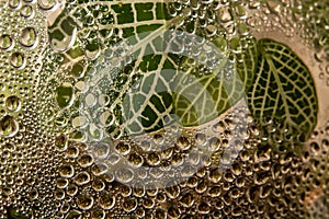 Drops of water inside a transparent glass terrarium.
