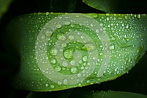 Drops Of Water On Leaf Of Onion Of Allium In Garden Top View