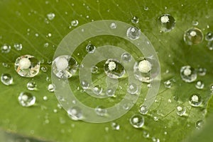 Drops of water on a leaf after the rain