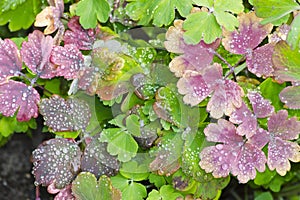 Drops of water on Leaves of Flowers of  Aquilegia vulgaris  European columbine, Common columbine, Granny`s nightcap, Granny`s