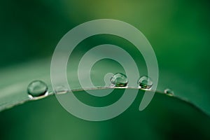 Drops of water on the leaves. green nature background