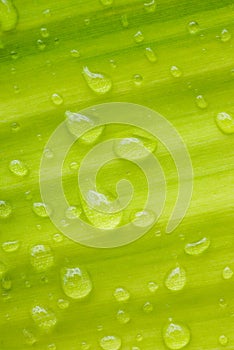 Drops of water on the leaves. green nature background