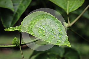 Drops of water on the leaves. green nature background