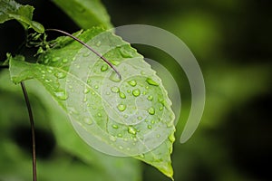 Drops of water on the leaves. green nature background