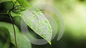 Drops of water on the leaves. green nature background