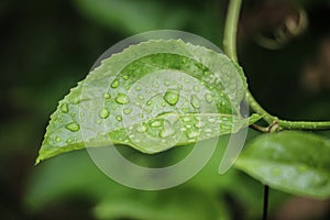 Drops of water on the leaves. green nature background