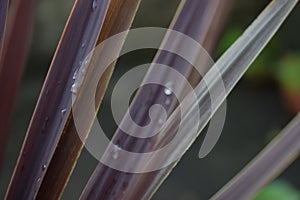 Drops of water on leaves of plant photo