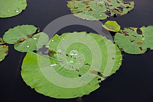 Drops of water on a lotus leaf