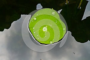 Drops of water on lotus leaf