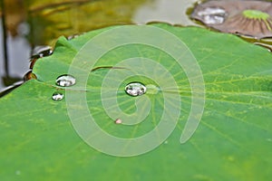 Drops of water on lotus leaf