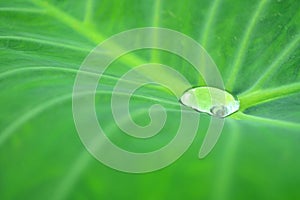 Drops of water on a lotus leaf