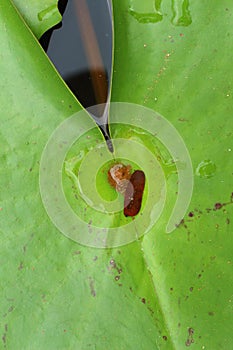 Drops of water on a lotus leaf