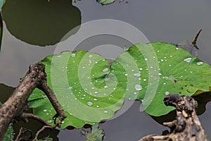 Drops of water in a lotus leaf.