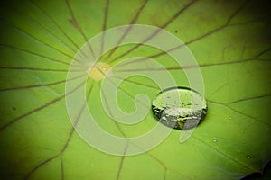 Drops of Water on Lotus Leaf
