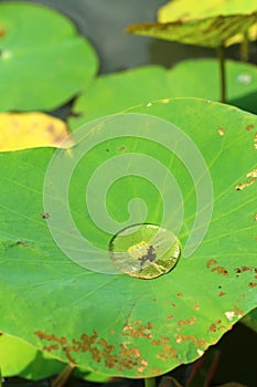 Drops of water on a lotus leaf, natural background.