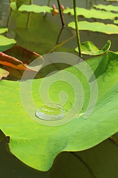 Drops of water on a lotus leaf, natural background.