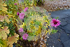 Drops of water on magenta-colored flowers of Michaelmas daisies in November