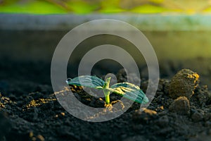 Drops of water and morning dew on the first young green leaves of a cucumber close-up at the dawn of the sun. Growing cucumbers in