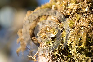 Drops of water on mosses in nature