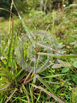 Drops of water over a leave