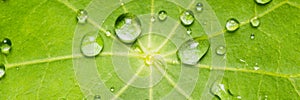 Drops of water pearl off a leaf with a lotus effect