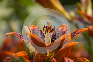 Drops of water on petals and lily stamens