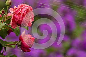 Drops of water on pink roses and spray on background