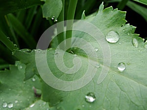 Drops of water after rain on green foliage in the garden.  Waterdrops on a green leafA drop of water above green plant