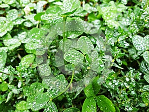 Drops of water in rainy weather on green clover leaves