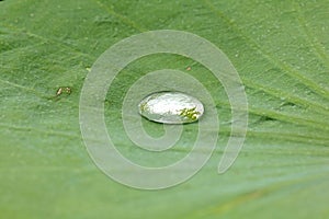 Drops of water on a lotus leaf.