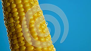 Drops of water run down or falling on grains of ripe yellow fresh corn on cobs at blue background