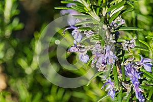 Drops of water shining on rosemary flowers, California