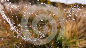 Drops of water sitting on a spider\'s web like crystals