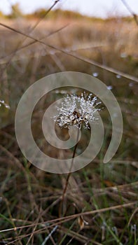 Drops of water sitting on a spider\'s web like crystals