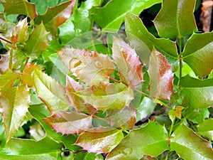 Drops of water on sleek glossy leaves of Mahonia aquifolium plant close up