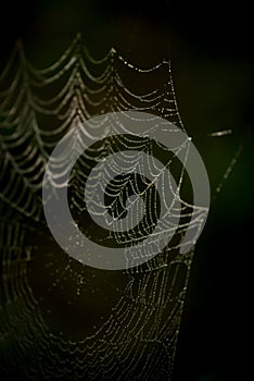 Drops of water on the spider web
