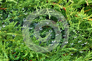 Drops of water on a spider web
