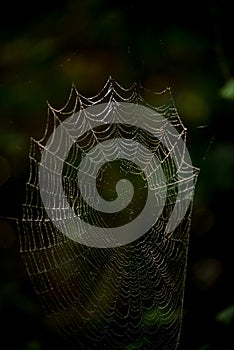 Drops of water on the spider web