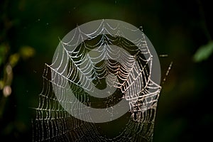 Drops of water on the spider web