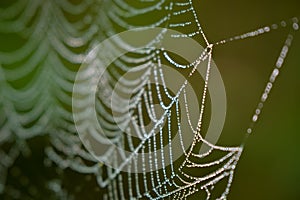Drops of water on the spider web