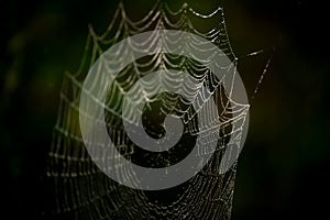Drops of water on the spider web