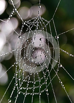 Drops of water on the spider web. The morning dew. Beads.