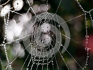 Drops of water on the spider web. The morning dew. Beads.
