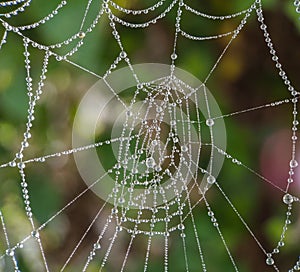 Drops of water on the spider web. The morning dew.
