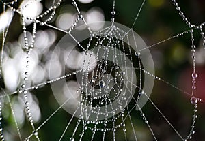 Drops of water on the spider web. The morning dew. Beads. Beautiful background, texture