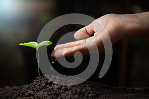 Drops of water from the tip of the hand down to water the seedlings