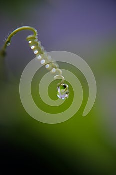 Drops of water at the tip of the spiral root astray after the rain photo
