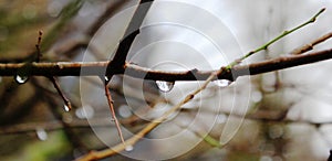 Drops of water on the tree branch