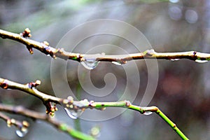 Drops of water on the tree branch