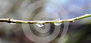 Drops of water on the tree branch